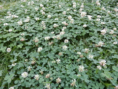 Trifolium repens