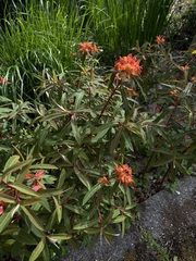 Euphorbia griffithii