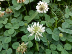 Trifolium repens