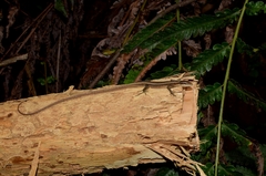 Takydromus kuehnei