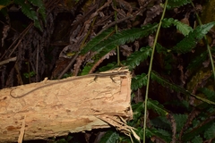 Takydromus kuehnei