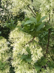 Chionanthus virginicus