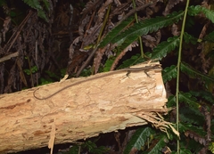 Takydromus kuehnei