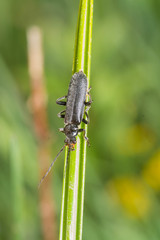 Cantharis nigricans