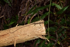 Takydromus kuehnei