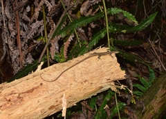 Takydromus kuehnei