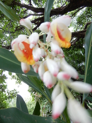 Alpinia zerumbet