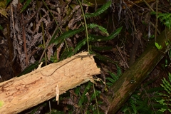 Takydromus kuehnei