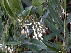 Alpinia zerumbet
