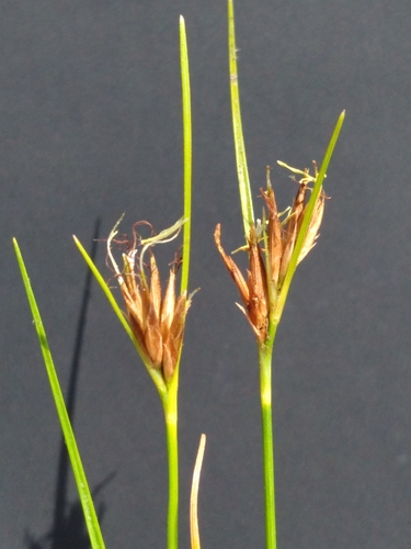 Image of Rhynchospora pleiantha by (c) Scott Ward, some rights reserved (CC BY)