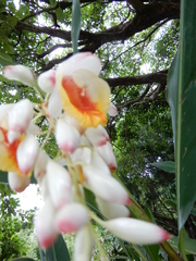 Alpinia zerumbet