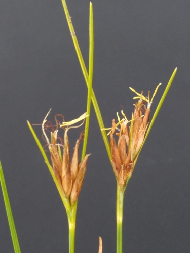Image of Rhynchospora pleiantha by (c) Scott Ward, some rights reserved (CC BY)