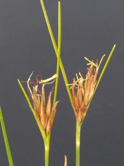 Rhynchospora pleiantha