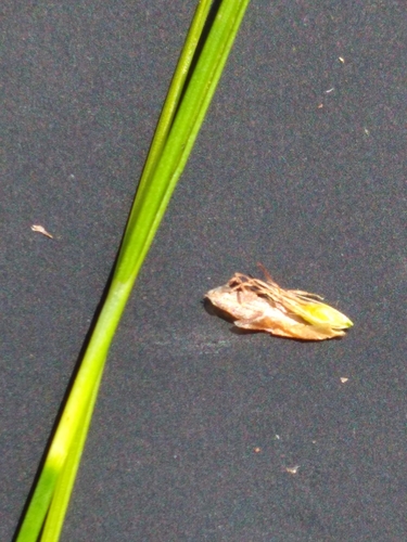 Image of Rhynchospora pleiantha by (c) Scott Ward, some rights reserved (CC BY)