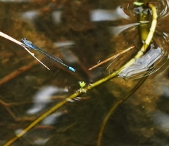 Paracercion calamorum