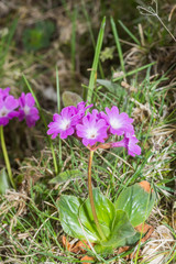 Primula spectabilis