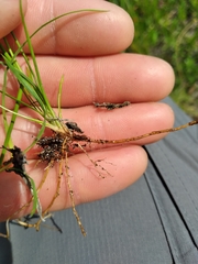 Rhynchospora pleiantha