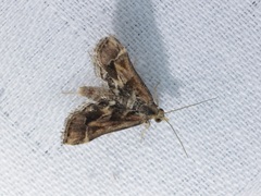 Diasemia accalis