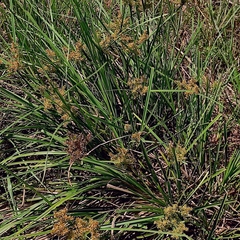 Cyperus javanicus