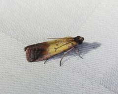 Piesmopoda semilutea