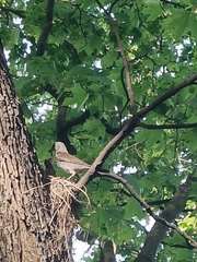 Turdus pilaris
