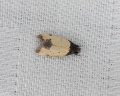 Tyrolimnas anthraconesa