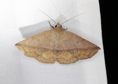 Ugia purpurea