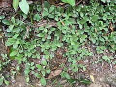 Antennaria solitaria