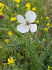 Papaver dubium austromoravicum