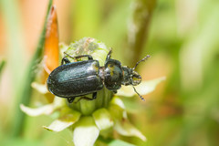 Platycerus caprea