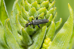 Oedemera flavipes