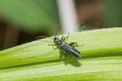 Oedemera nobilis