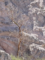 Pachycormus discolor