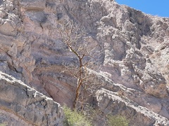 Pachycormus discolor