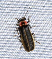 Podabrus brevicollis