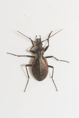 Carabus creutzeri