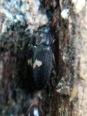 Biphyllus lunatus