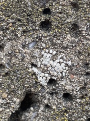 Myriolecis semipallida