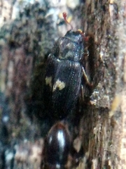 Biphyllus lunatus