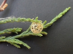 Coniatus tamarisci