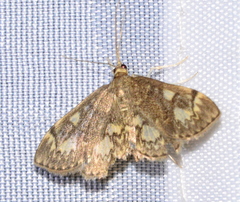 Anania tertialis