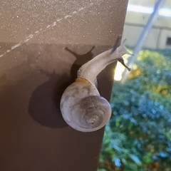 Bradybaena similaris