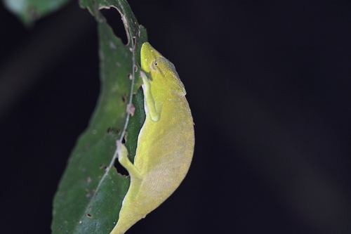 Glaw's Chameleon, Calumma glawi