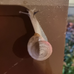 Bradybaena similaris