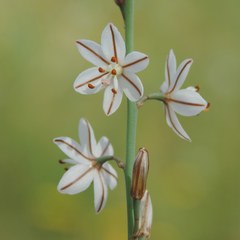 Asphodelus tenuifolius