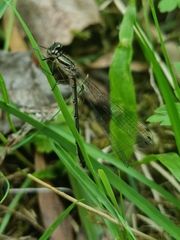 Coenagrion hastulatum