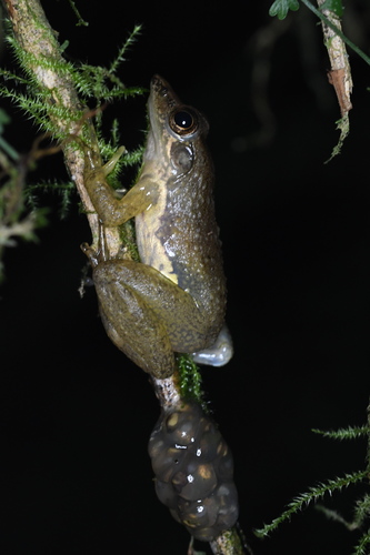 Ivohimanita Madagascar Frog, Mantidactylus majori