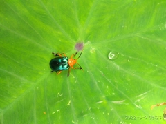 Aplosonyx chalybaeus