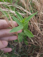 Saponaria officinalis