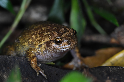 Fort Dauphin Burrowing Frog, Plethodontohyla alluaudi